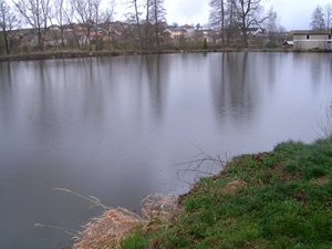 Vysazení kapra do Kaufmaňáku a štiky do revíru Mastník1